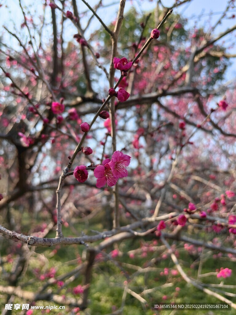 梅花