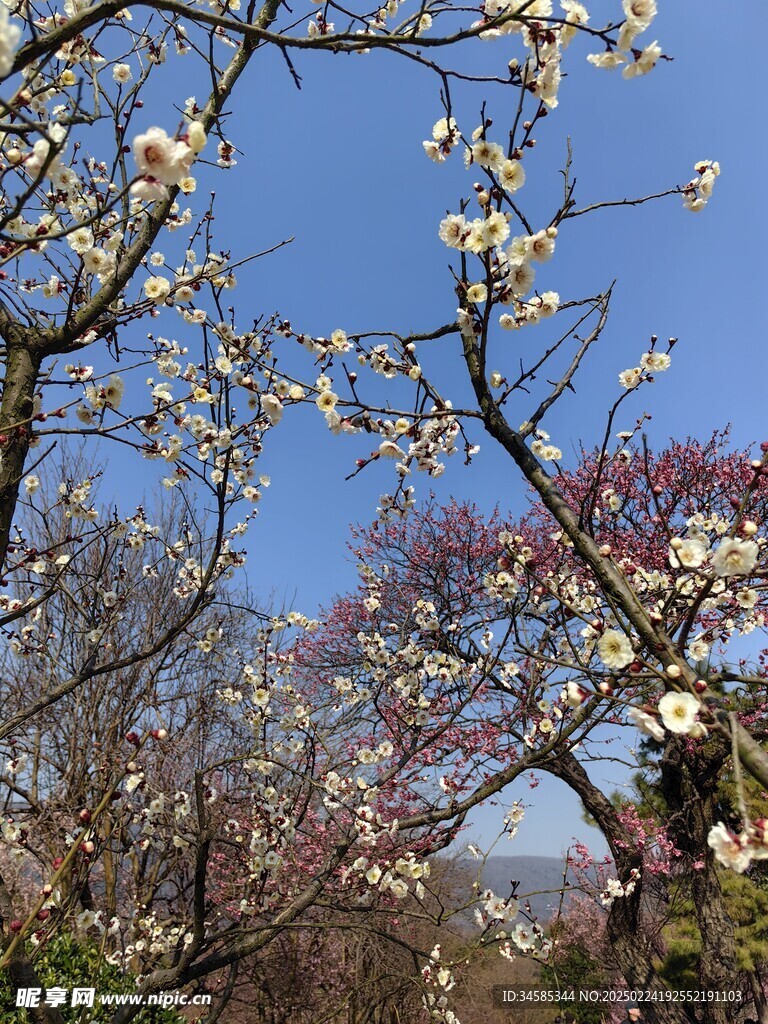 梅花 