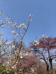 梅花