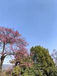 梅花