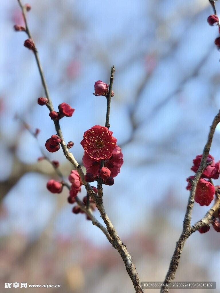 梅花