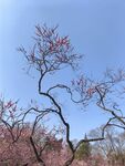 梅花