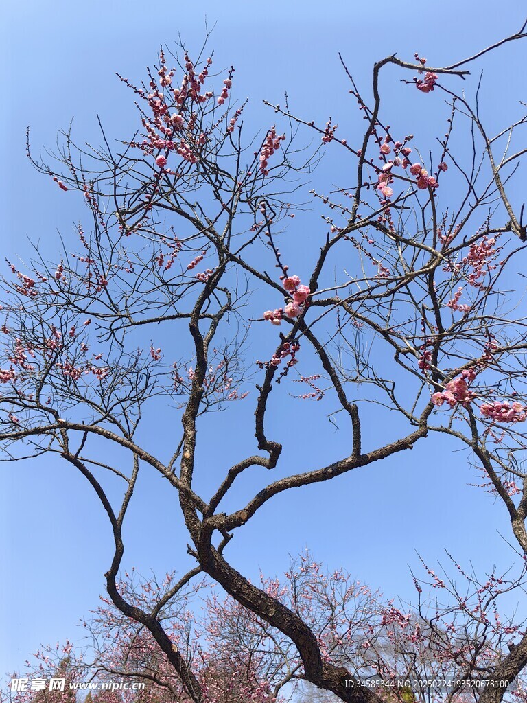 梅花