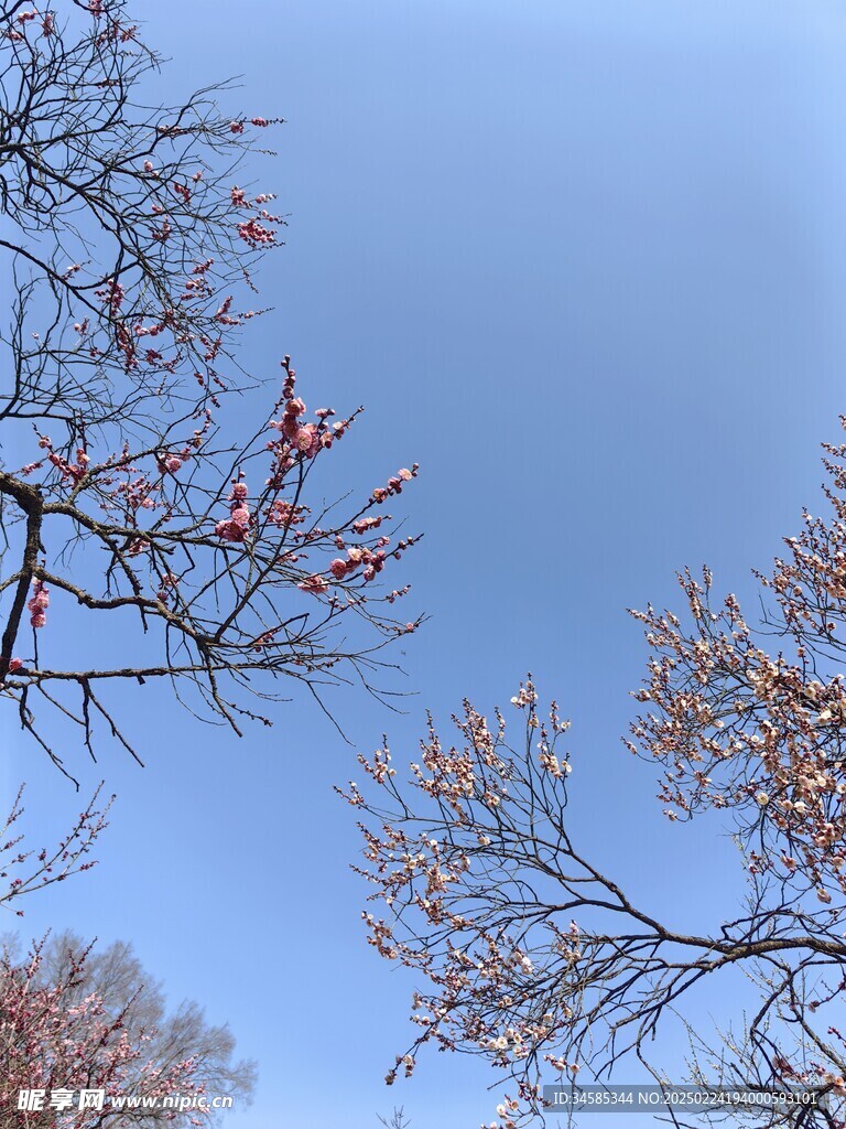 梅花