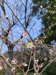 梅花