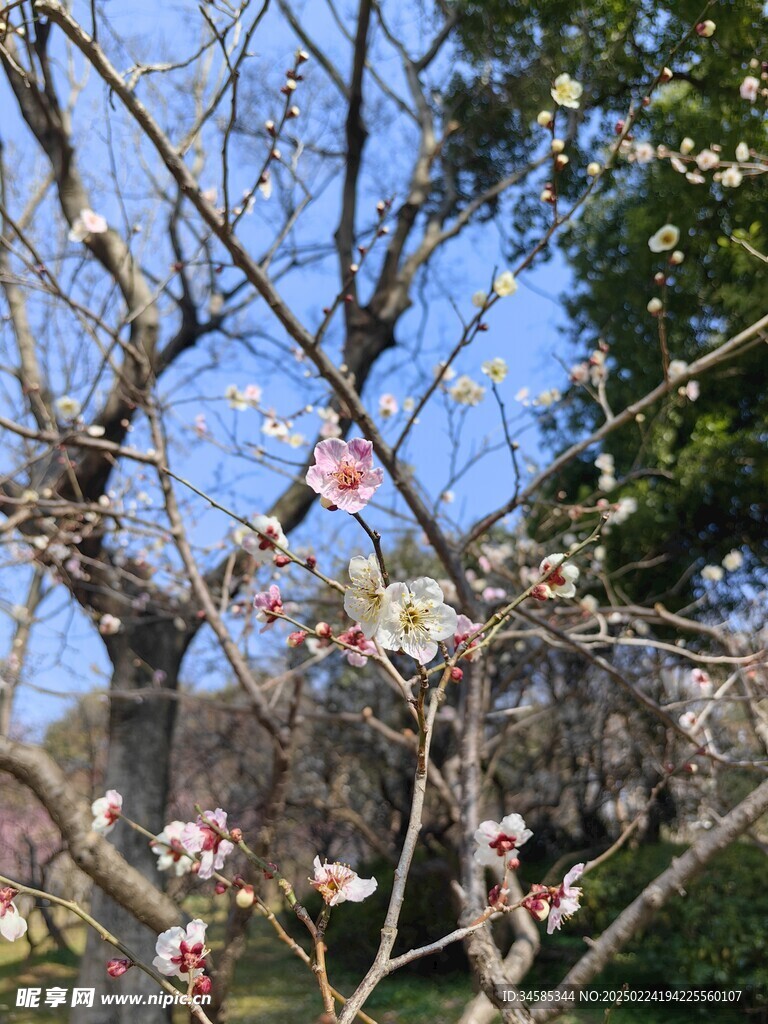 梅花