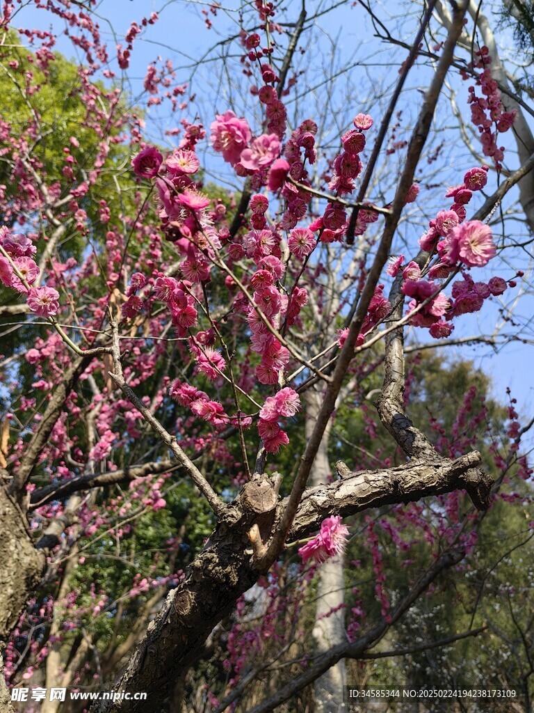 梅花