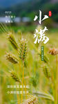 小满节气海报