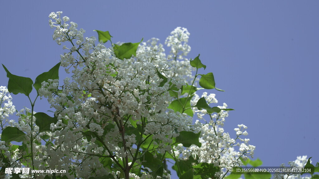 白丁香花