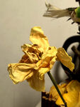 装饰摆设 玫瑰干花 枯萎 静物