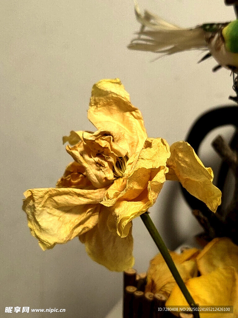 装饰摆设 玫瑰干花 枯萎 静物