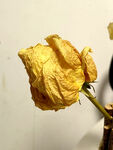装饰摆设 玫瑰干花 枯萎 静物