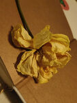 装饰摆设 玫瑰干花 枯萎 静物