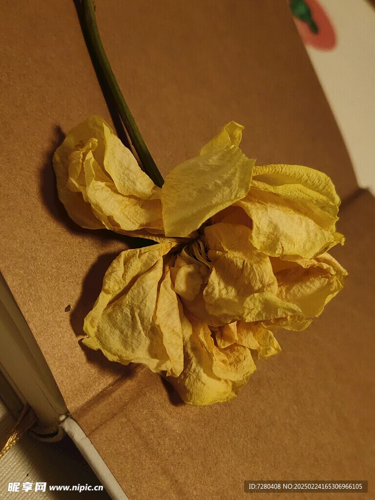 装饰摆设 玫瑰干花 枯萎 静物