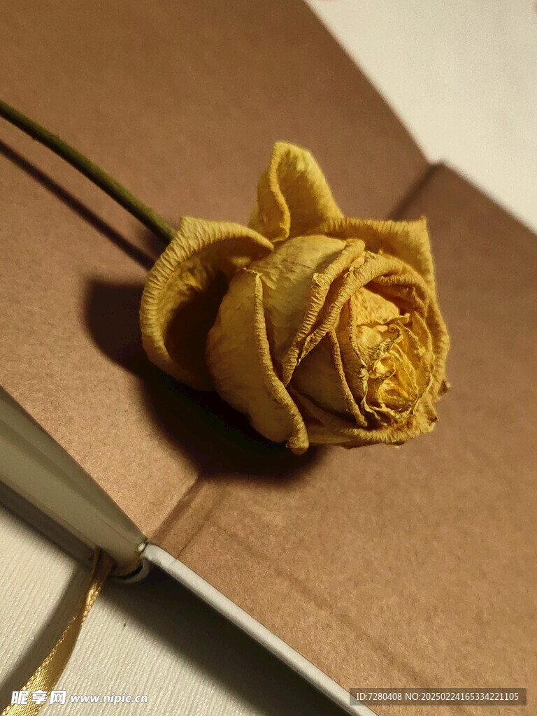 玫瑰干花
