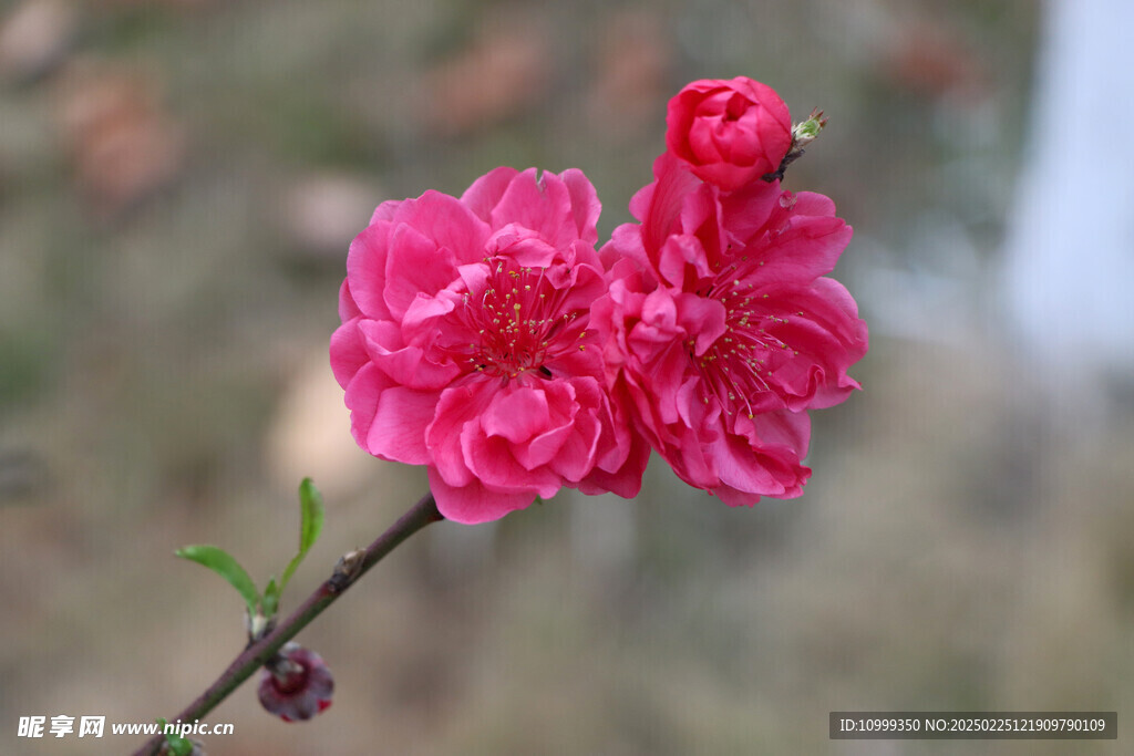 桃花