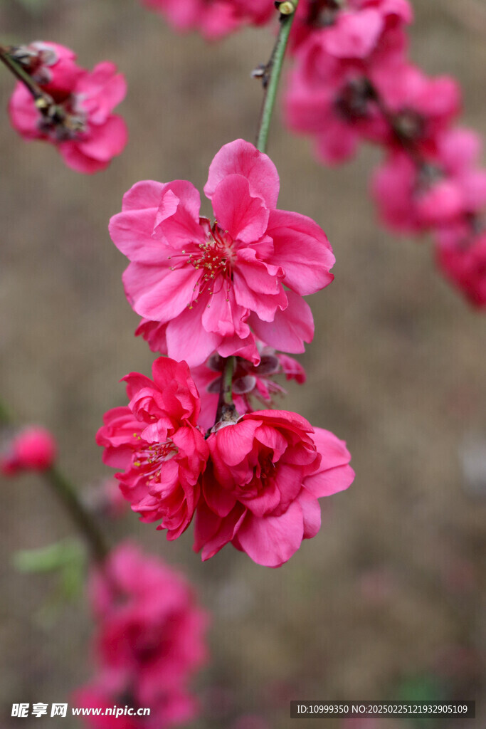 桃花盛开