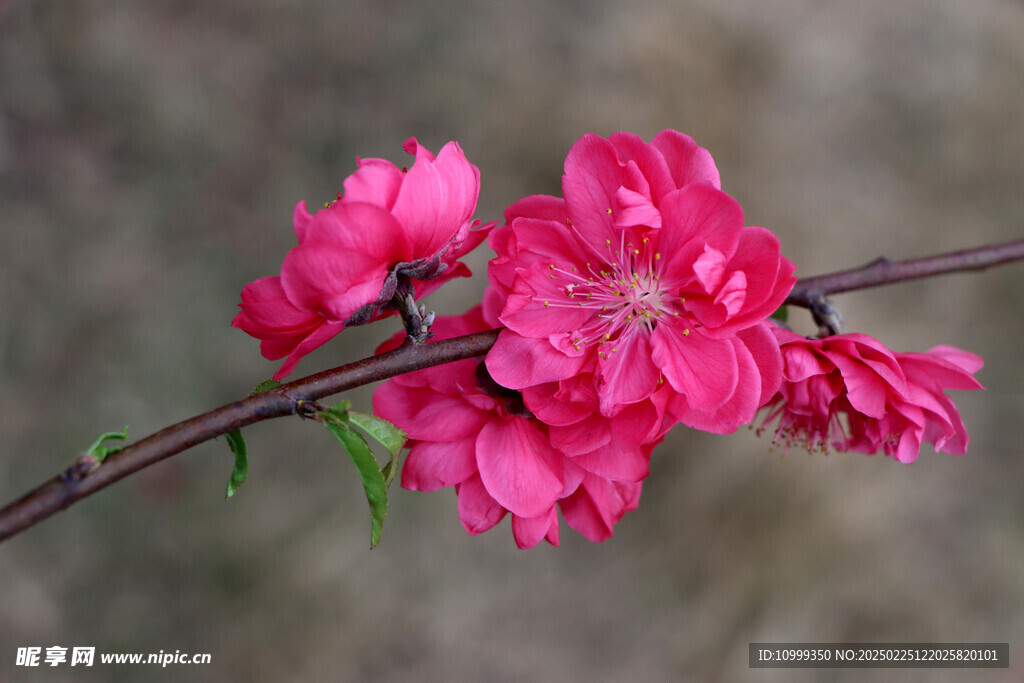 桃花