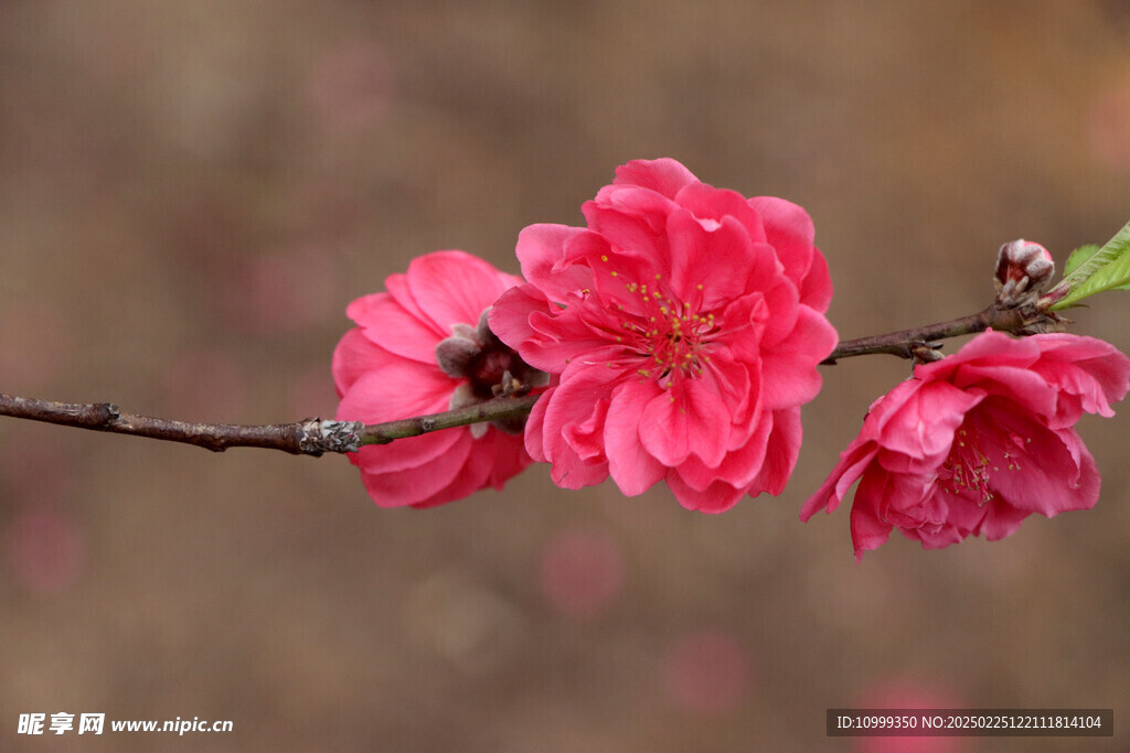 桃花