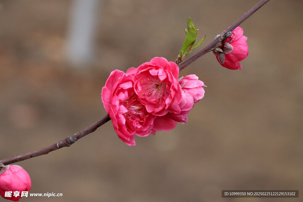 桃花