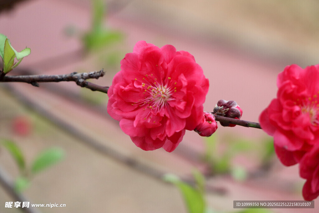 桃花