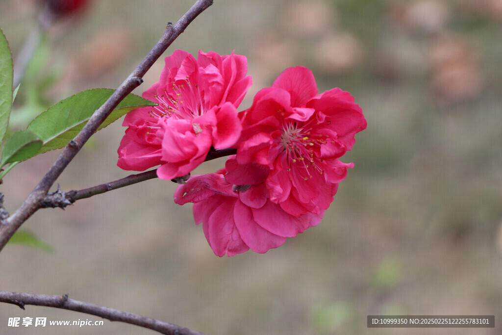 桃花