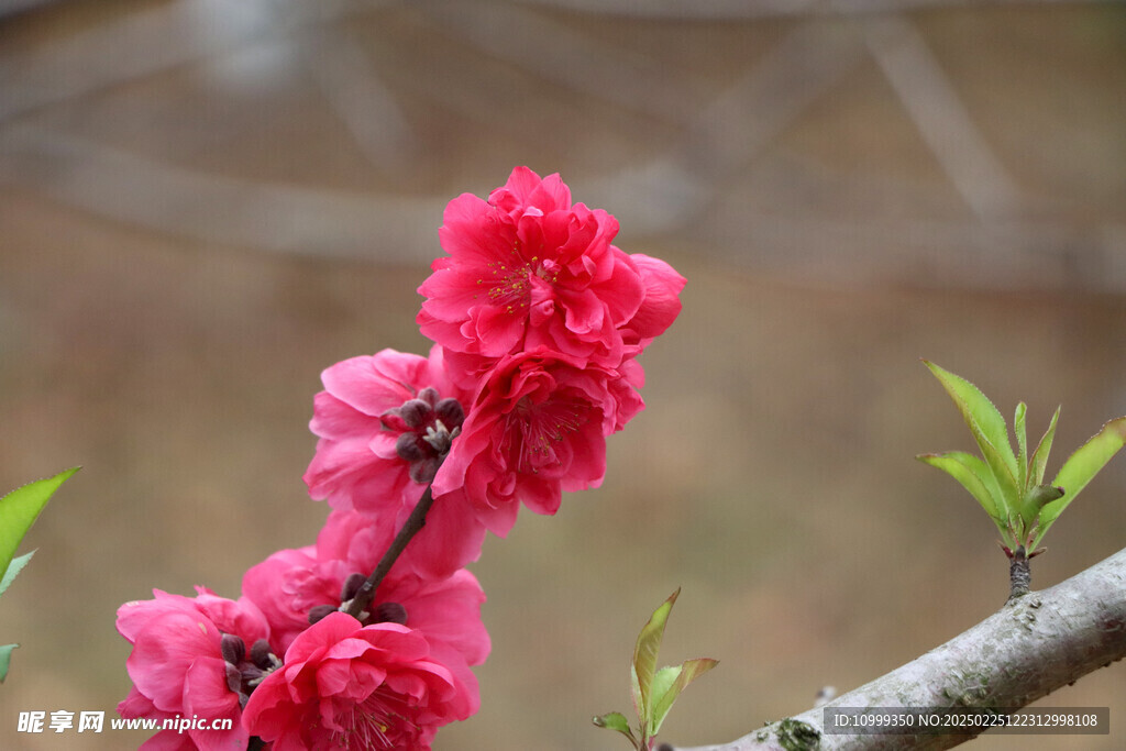 桃花