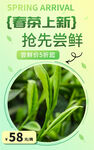 春茶上市