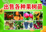 果树苗