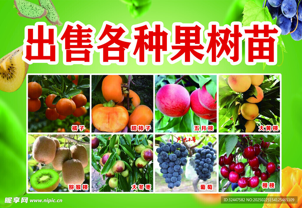 果树苗