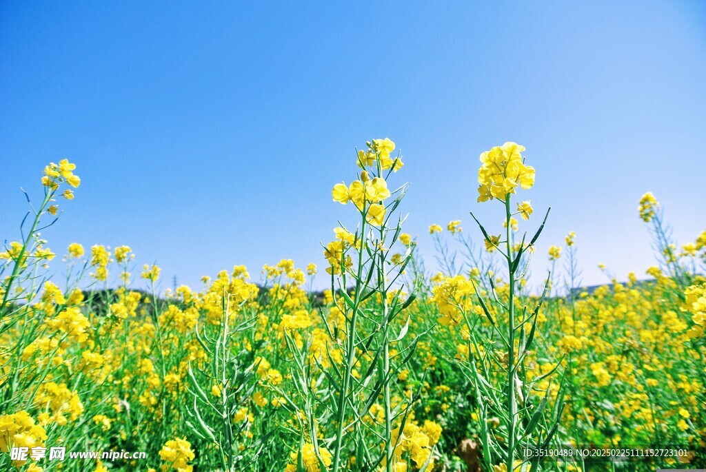 油菜花