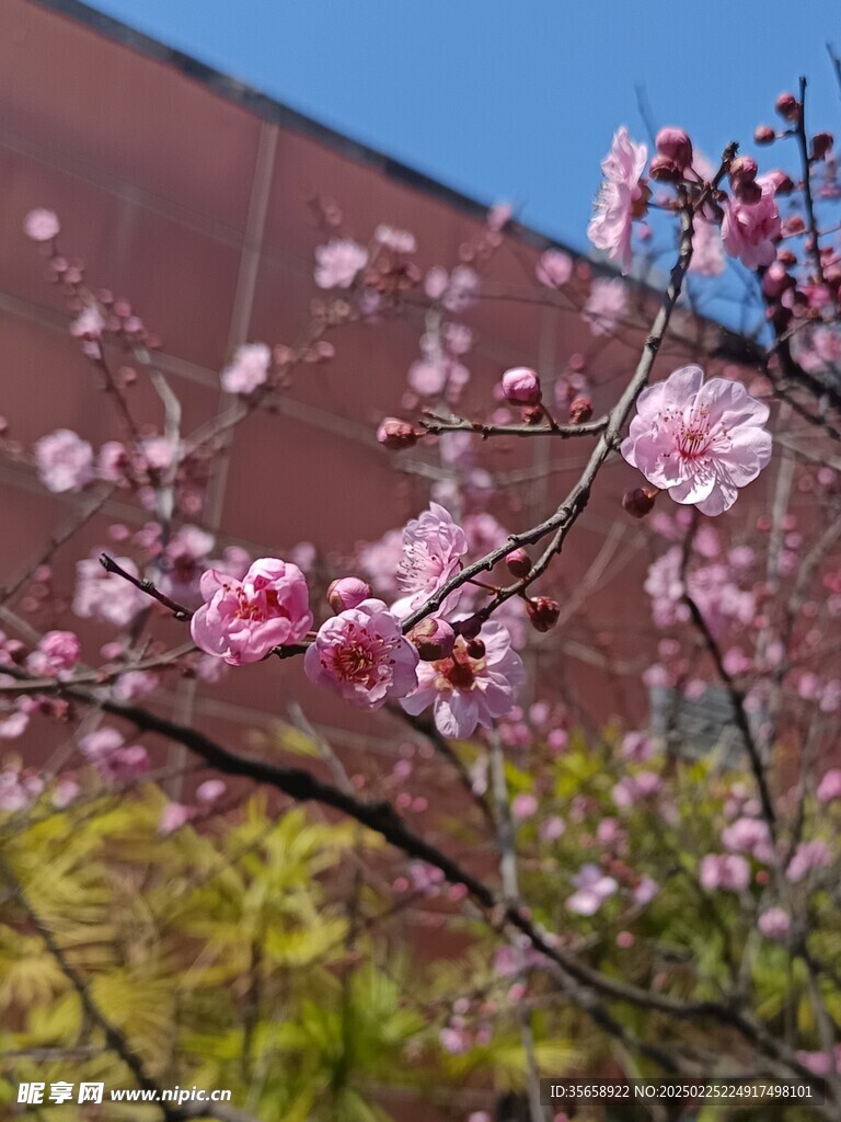 春日梅花