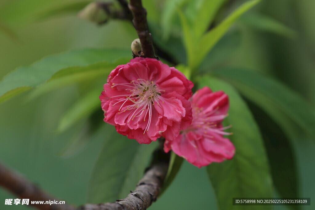 两朵桃花