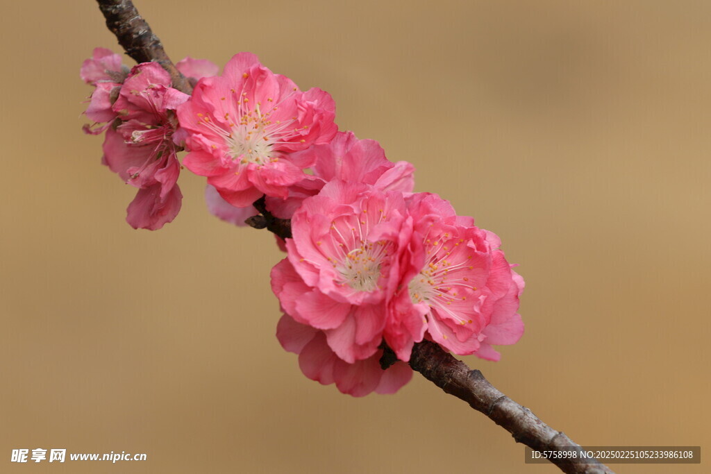 一串桃花