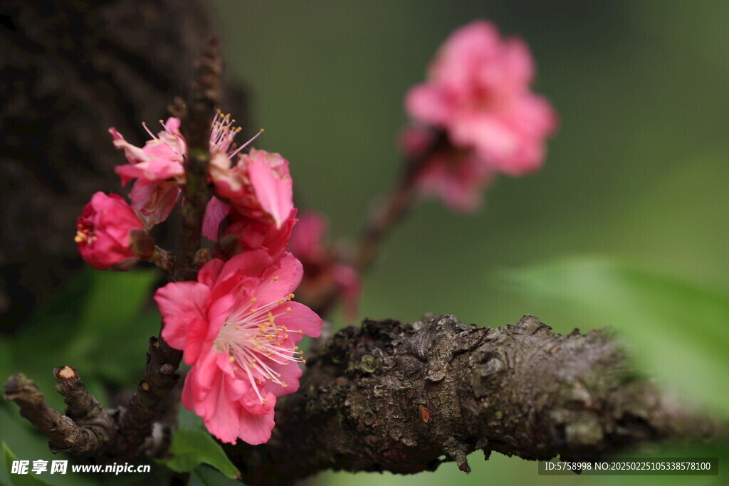 诗意桃花