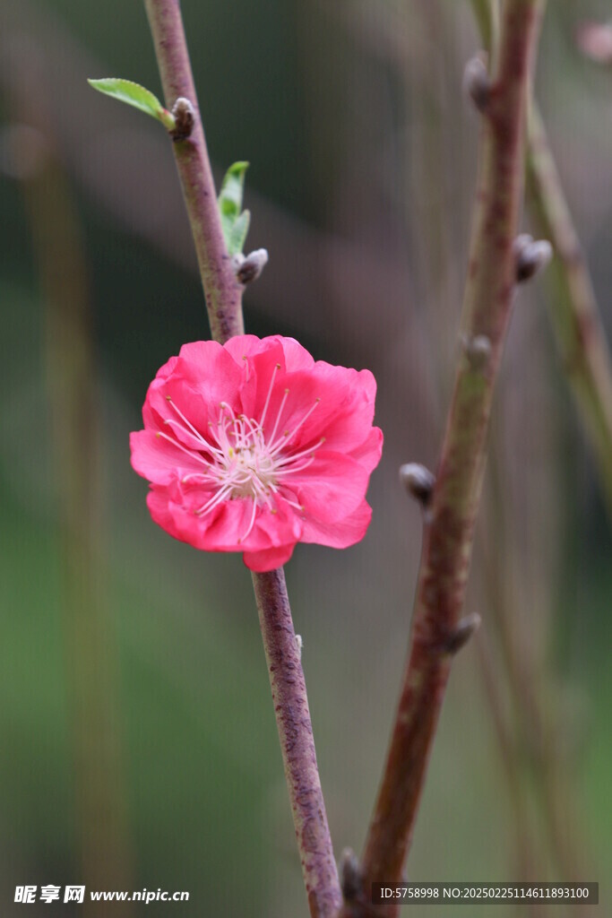 桃花嫩叶