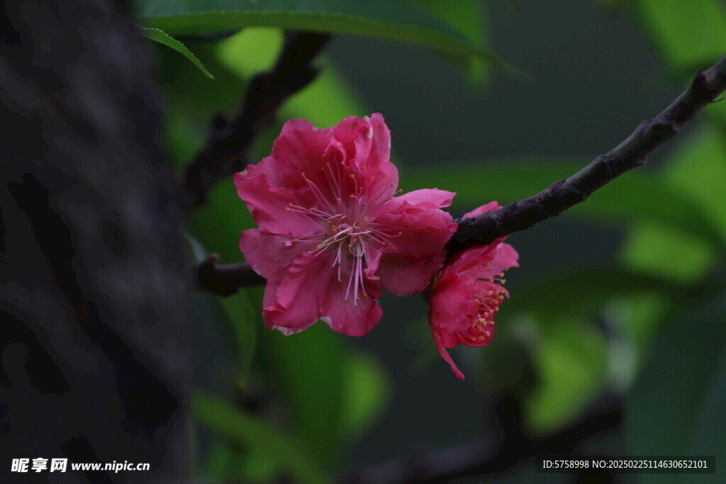 清新桃花