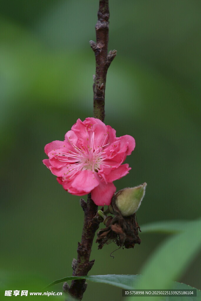 一朵鲜艳的桃花与桃子