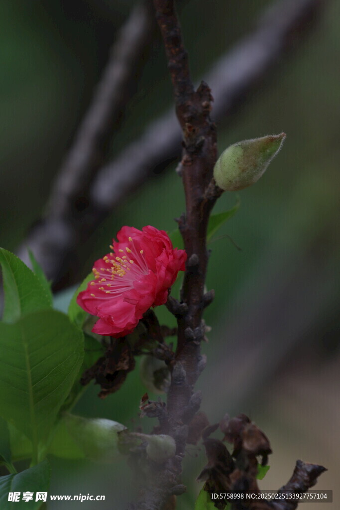 桃花与小桃子