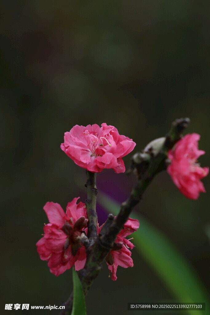 桃花花枝