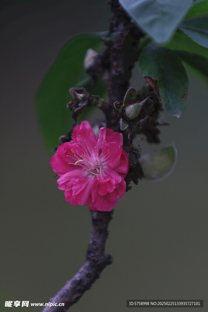 桃花特定