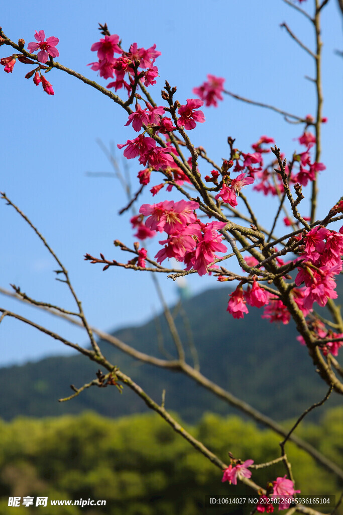 桃花