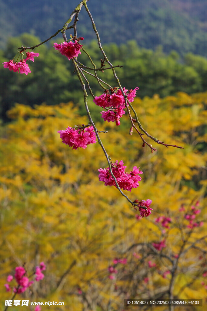 桃花