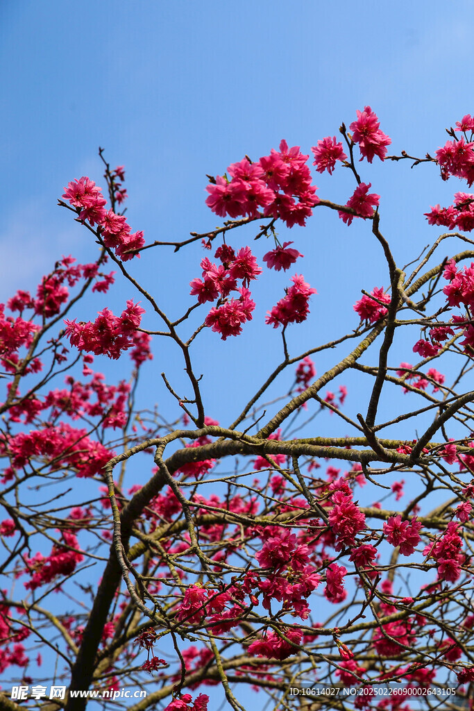 桃花