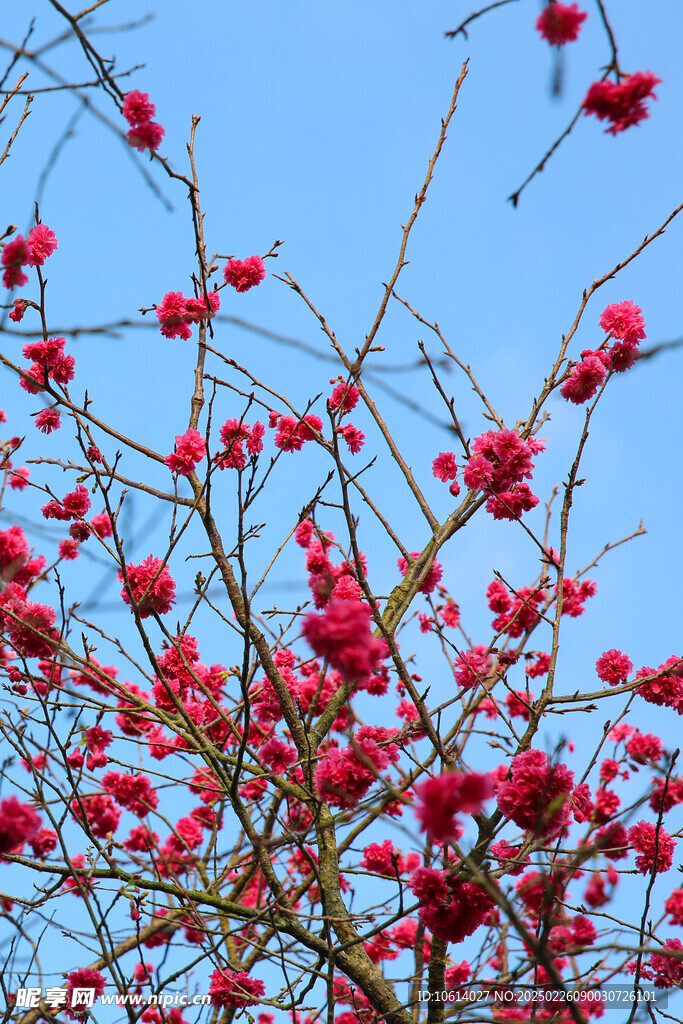 桃花