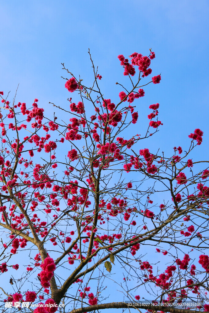 桃花