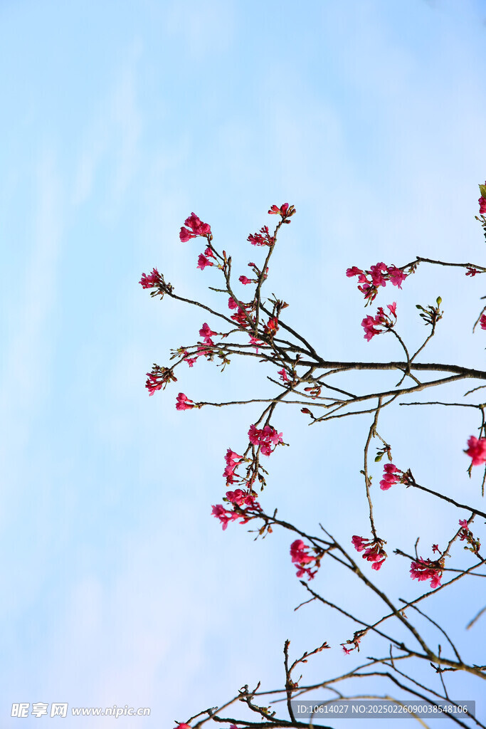 桃花