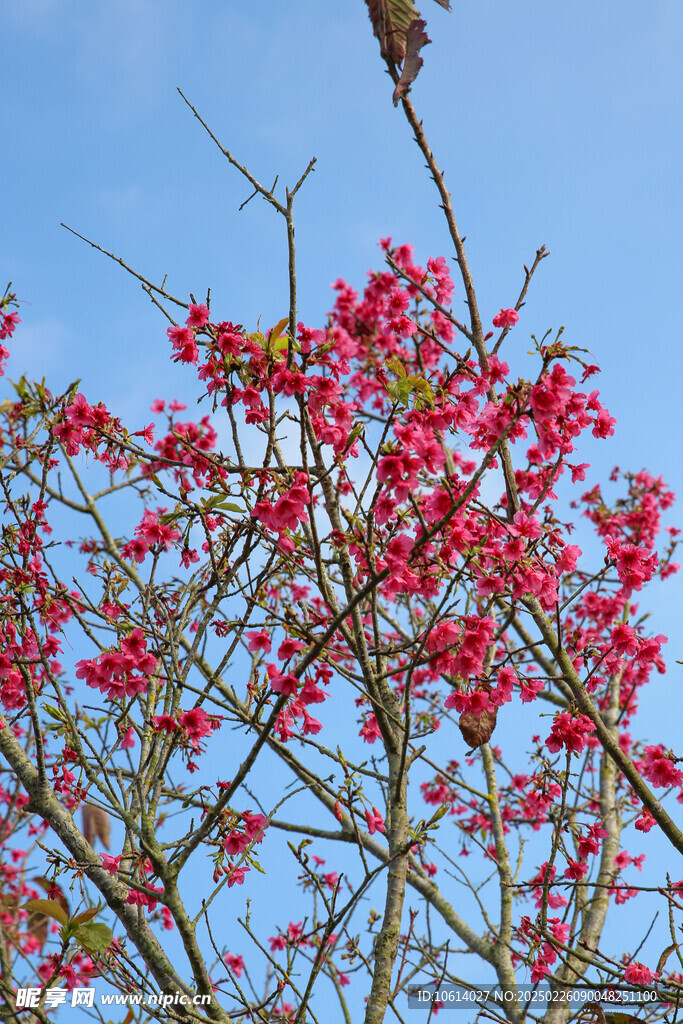 桃花