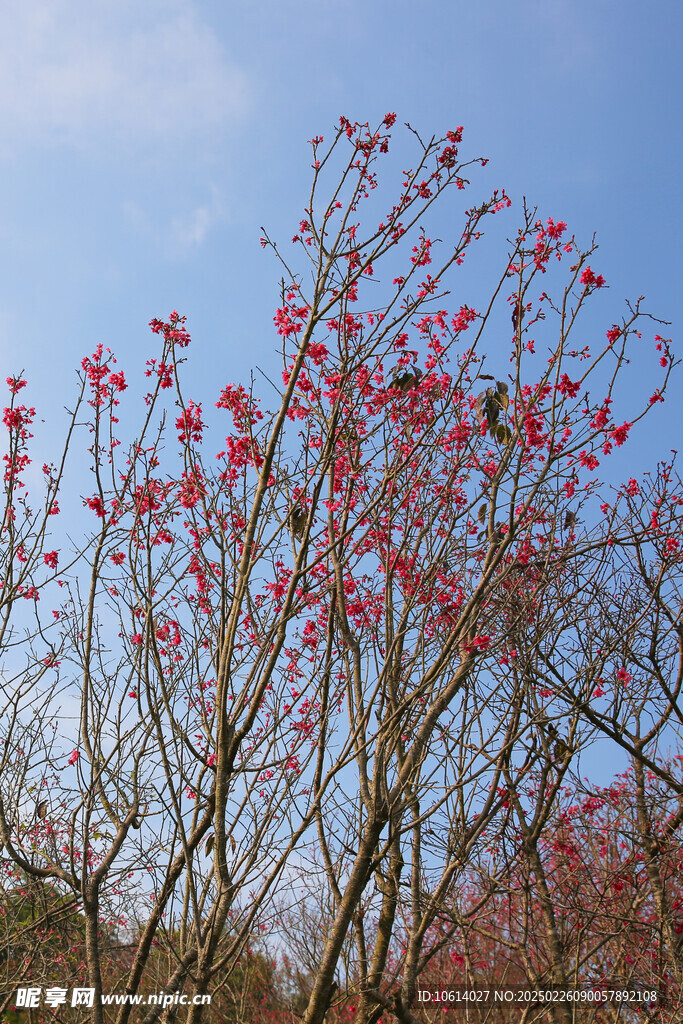 桃花