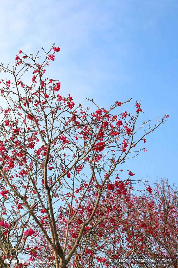 桃花